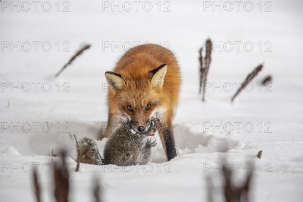 Red fox (vulpes vulpes), Fox hunting eastern gray squirrel (sciurus carolinensis) in winter. Province of Quebec, Canada, North America