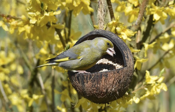 Greenfinch, (Chloris chloris) eats sunflower seeds from a coconut