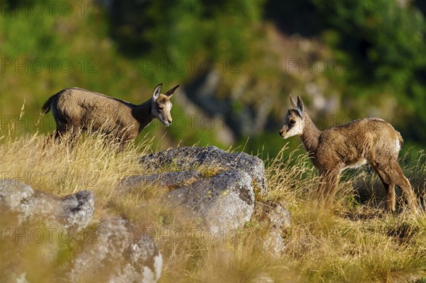 Two young chamois standing opposite each other on a summery grassy area, surrounded by rocks, chamois, chamois, (Rupicapra rupicaprae), fawn, wildlife, Vosges, France