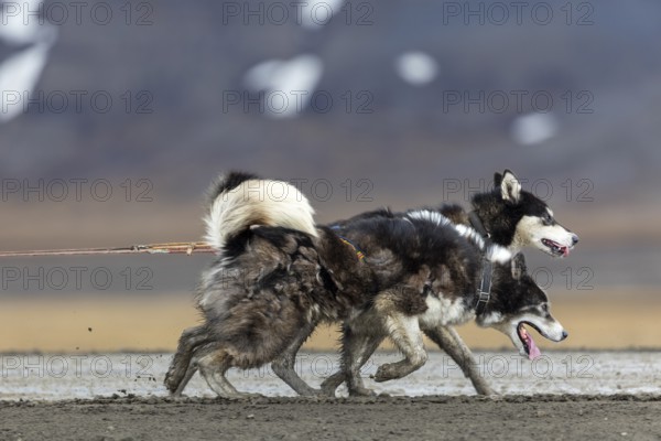Husky (Canidae) pulling a sled with wheels, Aventdalen, Longyearbyen, Spitsbergen, Svalbard