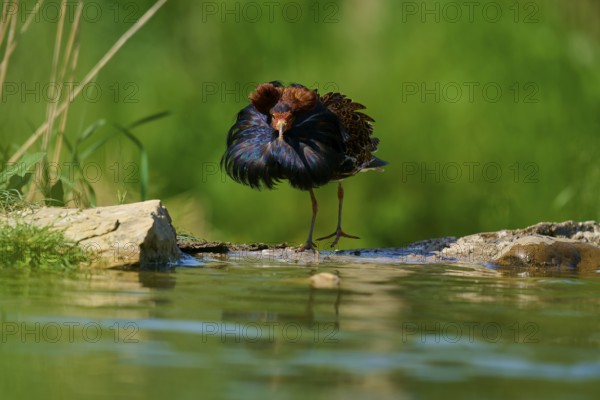 A colourful bird with magnificent feathers stands on the riverbank in the sunshine, ruff (Calidris pugnax), male, spring, France