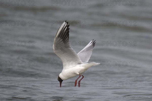 Black-headed gull (Chroicocephalus ridibundus) in summer plumage, looking for small fish, near Hvide Sande, Ringkøbing Fjord, North Sea, Denmark