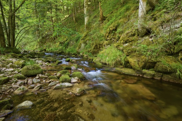 A quiet stream flows through a green forest, surrounded by moss-covered rocks, Black Forest, Baden-Württemberg, Germany