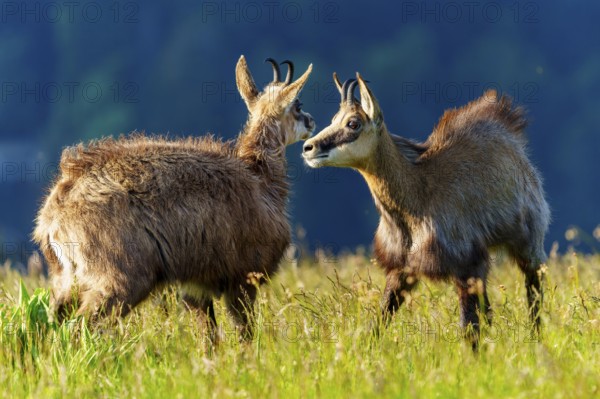 Two chamois standing attentively on a green meadow in the summer light, marsh harrier (Circus aeruginosus), wildlife, Germany