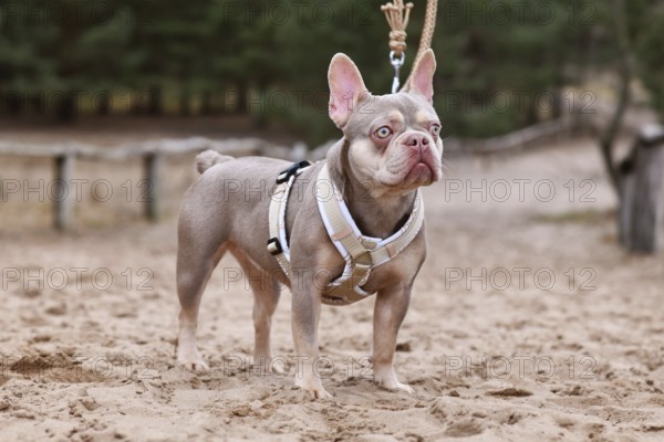 New Shade Isabella orange Tan colored French Bulldog with Y shaped dog harness and leash standing in sand