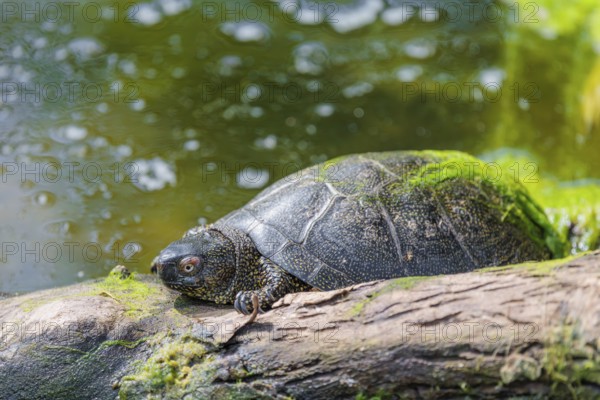 A European pond turtle (Emys orbicularis), rests on a log lying in a pond