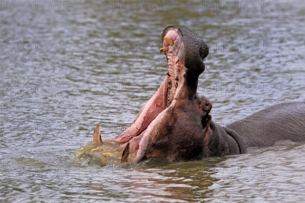 Hippopotamus (Hippopatamus amphibius), adult, in water, yawning, threatening, portrait, Kruger, Kruger National Park, South Africa
