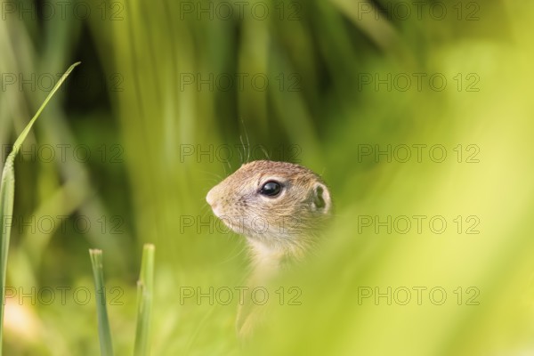An adult European ground squirrel (Spermophilus citellus) or European souslik stands in a meadow with tall green vegetation, partially obscured by green vegetation