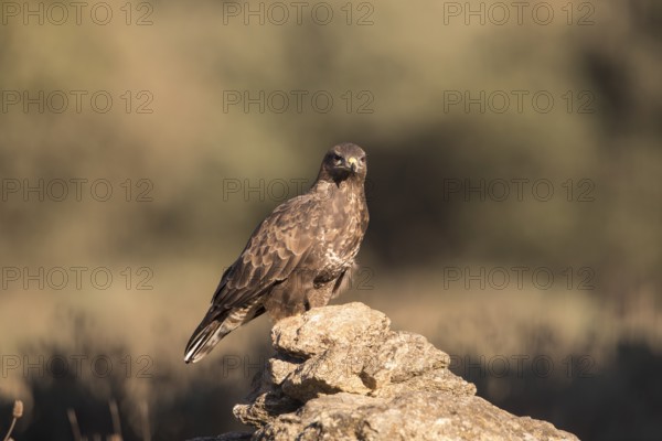 Common buzzard (Buteo buteo), Extremadura, Castilla La Mancha, Spain