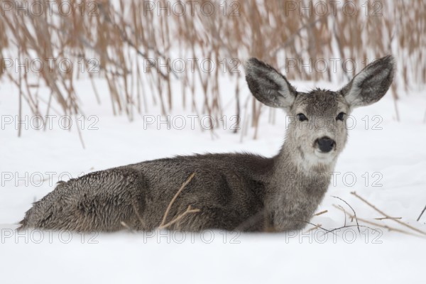 Big ears... Mule deer (Odocoileus hemionus) resting in the snow, American deer species with strikingly large, funny-looking sail ears, Yellowstone, Wyoming, North America, United States of America