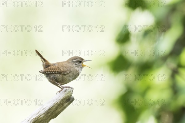 A singing wren (Troglodytes troglodytes) stands on a branch surrounded by a green, blurred background, Hesse, Germany