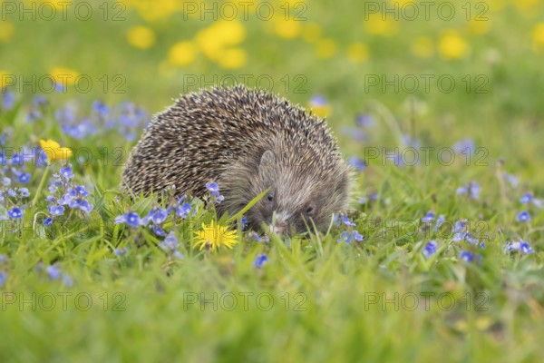 European hedgehog (Erinaceus europaeus) adult animal in a spring time meadow with flowering Buttercups and Speedwells, Suffolk, England, United Kingdom