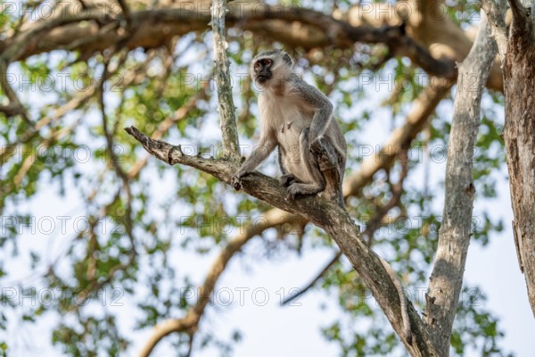 Southern vervet monkey (Chlorocebus pygerythrus) sitting on the branch of an acacia tree, Kruger National Park, South Africa