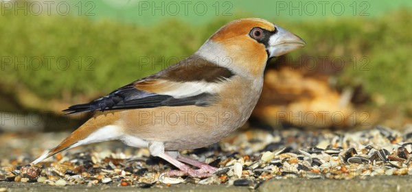Hawfinch (Coccothraustes coccothraustes), male at a feeder in the garden, North Rhine-Westphalia, Germany