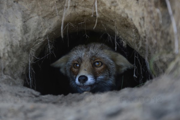 Red Fox (Vulpes vulpes) watching out of its fox's den, hole, burrow, careful, attentive, funny close-up, Europe, nature, wildlife, North Rhine-Westphalia, Germany, Europe