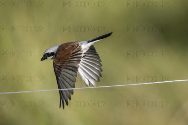 Red-backed shrike (Lanius collurio), Emsland, Lower Saxony, Germany