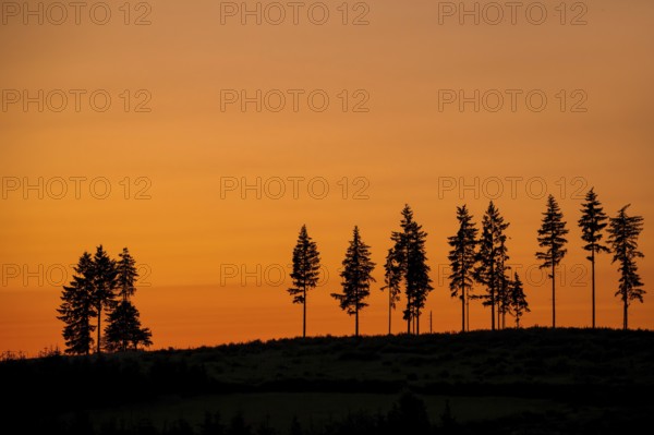 Deforestation showing few remaining spruce trees in coniferous clearcut forest, silhouetted against orange sunset sky