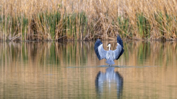 Grey heron (Ardea cinerea), landing in the water, fish ponds, Güssing, Burgenland, Austria