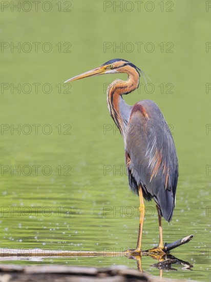 Purple heron (Ardea purpurea), standing on a branch in the water, wildlife, birds, heron, rare breeding bird, migratory bird, Waghäusel, Baden-Württemberg, Germany