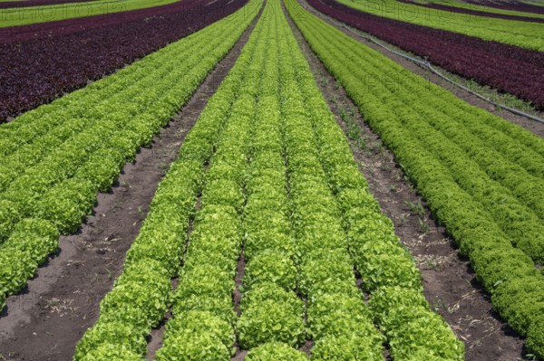Lettuce cultivation in Knoblauchsland, early vegetable cultivation, urban area Nuremberg, Fürth Erlangen, Middle Franconia, Bavaria, Germany