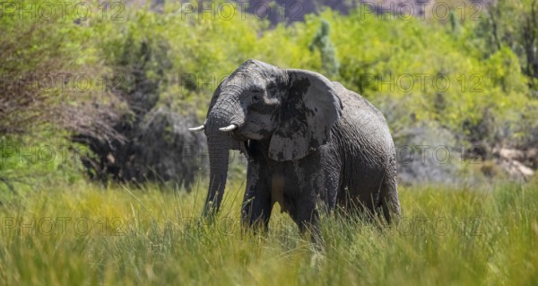 Desert elephants in the riverbed of the Ugab River, Brandberg, Namibia