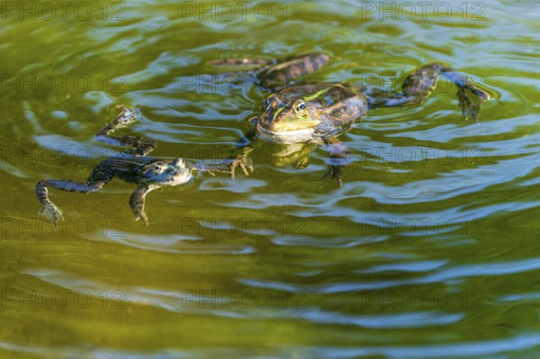 Water frog (Rana esculante), France