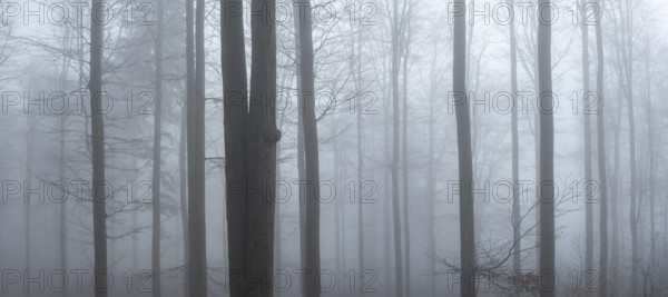 Beech forest in dense fog, Upper Palatinate, Bavaria, Germany