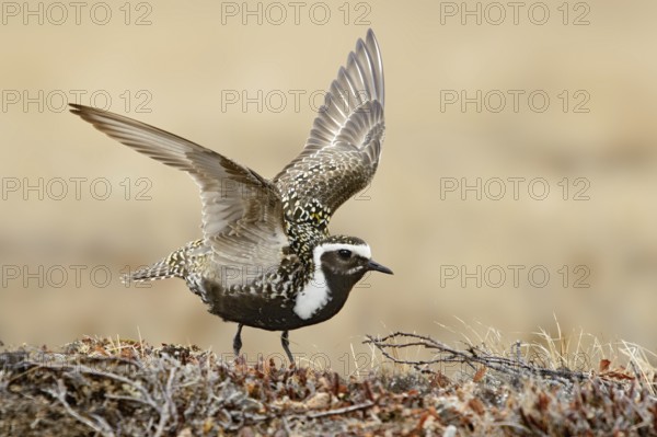 American Golden Plover (Pluvialis dominica), Alaska, USA