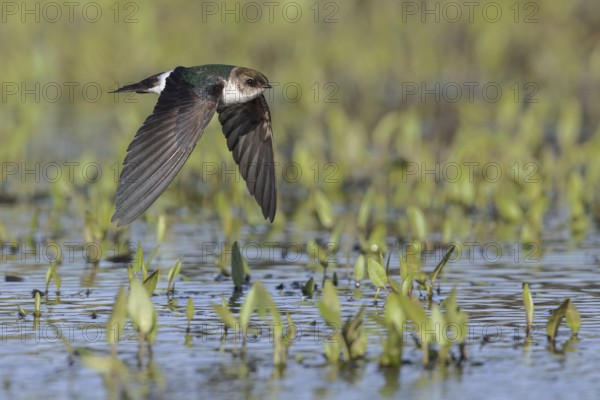 Violet-green Swallow (Tachycineta thalassina) flying over a marsh in Victoria, BC, Canada