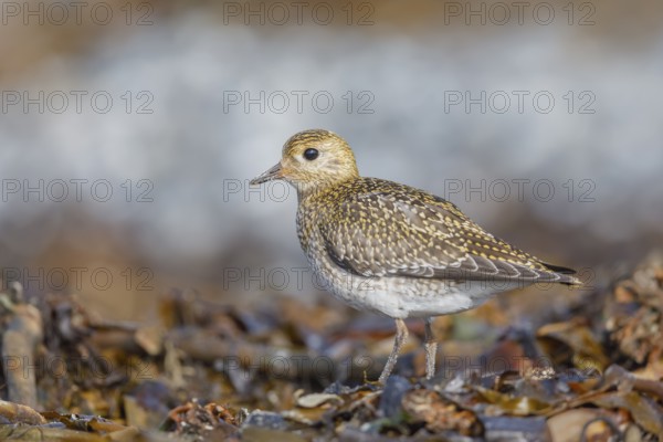 Goldregenpfeifer, Pluvialis apricaria Golden Plover, Pluvialis apricaria