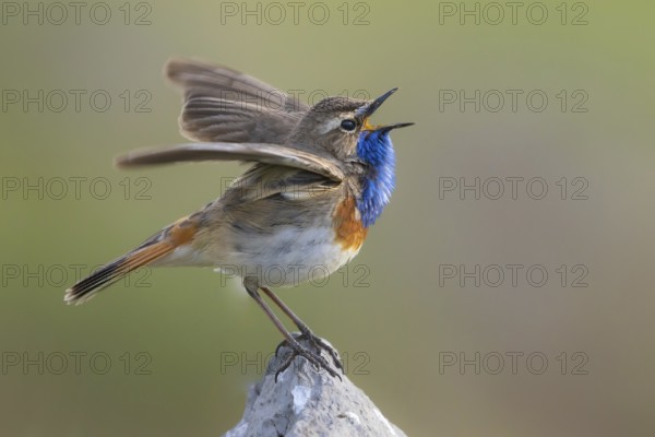 Bluethroat (Luscinia svecica cyanecula) male singing, Armenia