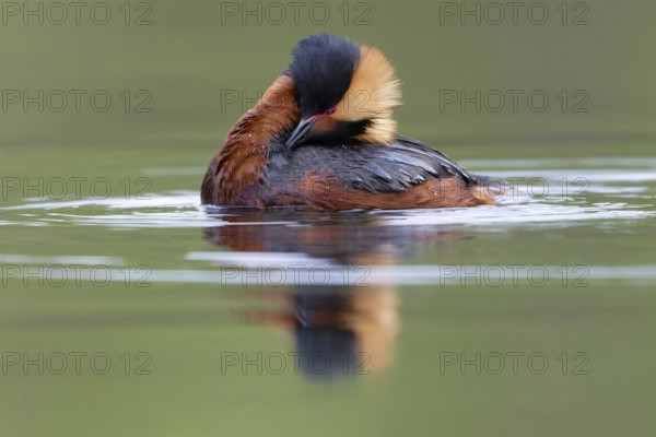 Horned Grebe (Podiceps auritus), Dalarna, Sweden