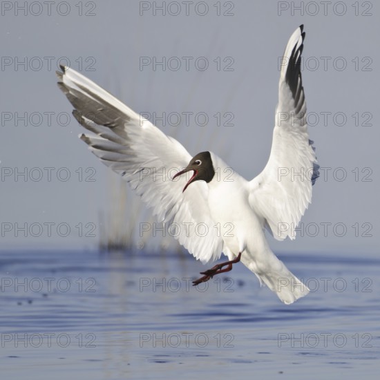 Black-headed Gull (Chroicocephalus ridibundus) flying, Lower Saxony, Germany