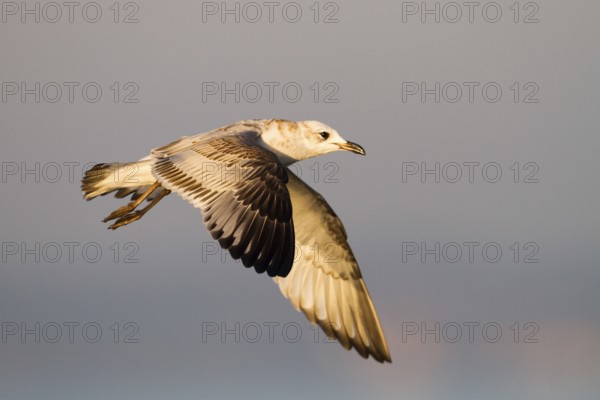 Mediterranean Gull (Ichthyaetus melanocephalus) flying, Baden-Wuerttemberg, Germany