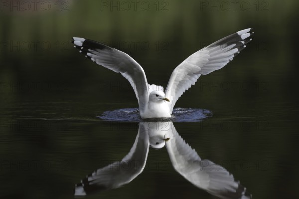 Mew Gull (Larus canus) flying, Sweden