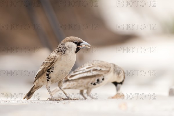 Sociable Weaver (Philetairus socius), Namibia
