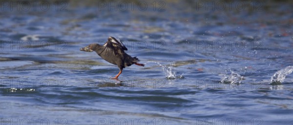 Pigeon Guillemot (Cepphus columba) flying, Washington, USA