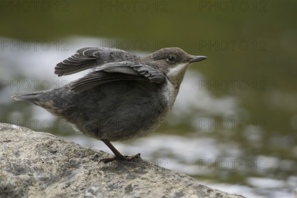 White-throated Dipper (Cinclus cinclus) juvenile