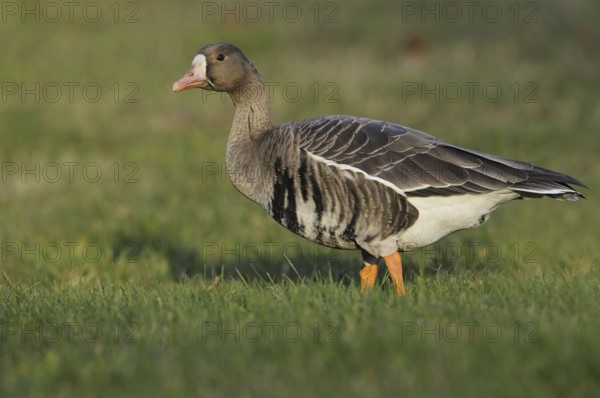 Greater White-fronted Goose (Anser albifrons), British Columbia, Canada