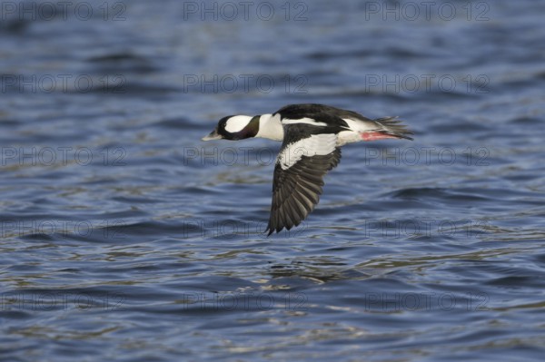 Bufflehead (Bucephala albeola) male, British Columbia, Canada