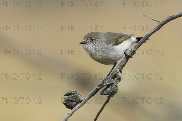 Chestnut-rumped Thornbill (Acanthiza uropygialis), New South Wales, Australia