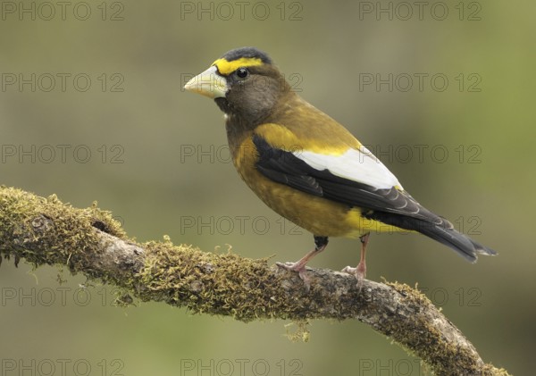 Evening Grosbeak (Hesperiphona vespertina) male, Canada