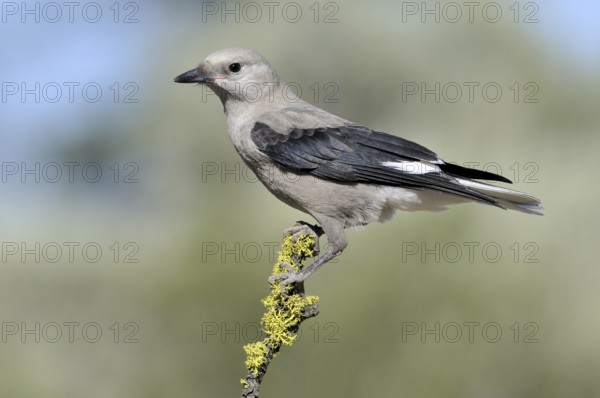 Clark's Nutcracker (Nucifraga columbiana), Alberta, Canada