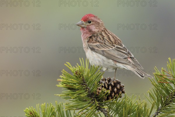 Cassin's Finch (Haemorhous cassinii) male, Oregon, USA