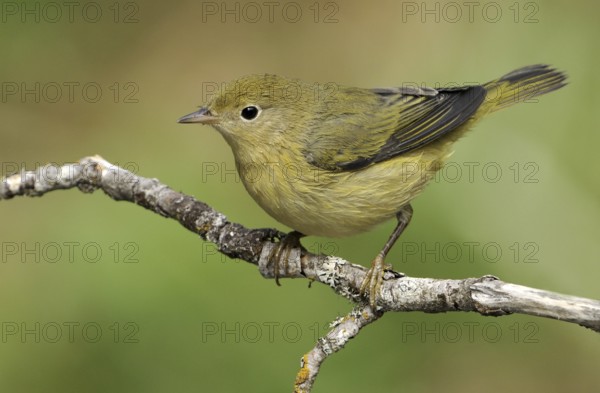 Orange-crowned Warbler (Leiothlypis celata), British Columbia, Canada