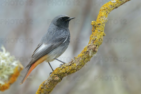 Black Redstart (Phoenicurus ochruros) male, Abruzzo, Italy