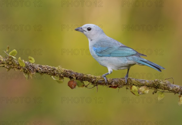 Blue-gray Tanager (Thraupis episcopus) - at Laguna Lagarto Lodge near Boca Tapada, Costa Rica