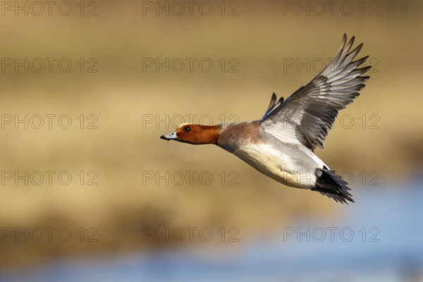 Eurasian Wigeon (Mareca penelope) male flying, Netherlands