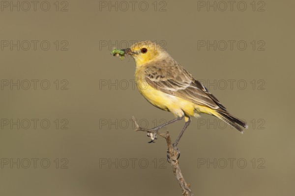 Orange Chat (Epthianura aurifrons) female, Australia