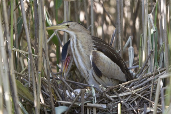 Little Bittern (Ixobrychus minutus) pair at nest, Nizhegorodskaya, Russia